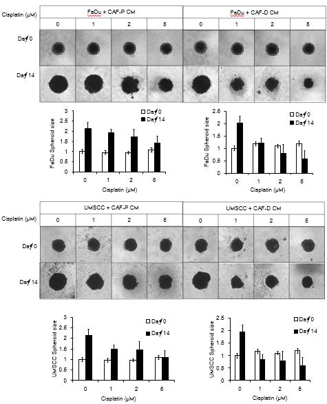 Effect of CM (conditioned medium) from CAF-P or CAF-D on the cisplatin sensitivity of FaDu spheroids. Spheroids formation with FaDu or UMSCC1 cells wereperformed in 96-well U-bottom Ultra-Low Attachment plate for two days (400 μm in diameter), followed by medium change with CM. The spheroid invasion was monitored for 14 days using phase-contrast microscopy (5× magnification). The spheroid size was quantified using Cell3iMager