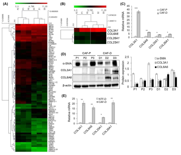 DNA microarray analysis of CF-P and CAF-D group. To evaluate the gene expression difference between CAF-P and CAF-D groups, microarray analysis with six samples of three primary fibroblasts in each group was performed with Affymetrix GeneChip® Human Gene 2.0 ST array. (A) Heatmap of differentially expressed genes among the matched groups with a fold change of >1.75 and p-value of <0.05. (B) Heatmap of COL3A1, COL6A6, COL25A1, and COL26A1 in two groups. (C) The mRNA expression levels of four collagen genes were compared using qPCR analysis in the CAF-P and CAF-D group fibroblasts. (D) Collagen protein expression was compared in the same sample groups. (E) mRNA expression of four COL genes was compared in four sets of CAF-D and paired NTF-D