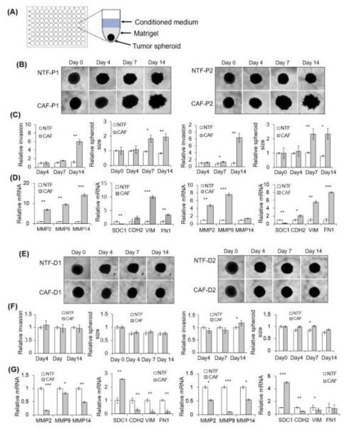 Effect of CAF-P and CAF-D on Matrigel invasion and EMT of FaDu spheroids. (A) To evaluate the effect of CAF-derived CM on 3D FaDu spheroid invasion, spheroid formation was performed in 96-well U-bottom Ultra-Low Attachment plate for two days (400 μm in diameter), followed by medium change with CM and Matrigel addition. (B) The spheroid invasion under CM from CAF-P was monitored for 14 days using phase-contrast microscopy (5× magnification). (C) Cell invasion was quantified by measuring the mean number of tube-like structures extending from the surface of each spheroid. The spheroid size was quantified using Cell3iMager. (D) MMPs mRNA expression in FaDu spheroids was analyzed using qPCR on day 14. mRNA expression of representative EMT markers was also compared at the same condition. (E–G) Same experiments were performed with CM derived from CAF-D