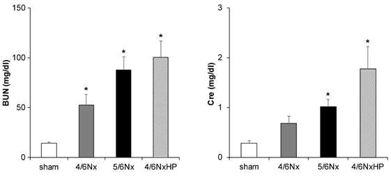 신질환 동물모델에서 혈장 BUN과 creatinine 수치 변화. *P<0.008 vs sham. Cre; creatinine