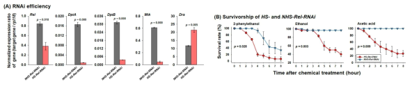 Relish 발현 억제 형질전환 초파리(HS-Rel-RNAi)와 control 초파리(NHS-Rel-RNAi)에서의 relish와 AMP 발현량 감소(A) 및 형질전환 초파리에서의 화학 물질 내성도 감소 현상(B)