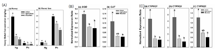 꿀벌의 서식처 환경(도심, 농촌지역, 산속)에 따른 벌꿀과 꿀벌에서 검출된 중금속 농도(A) 및 각 환경에 서식한 꿀벌에서의 해독(B), 스트레스 반응(C) 유전자의 발현 양상 비고