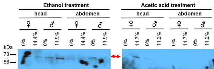 에탄올과 아세트산 노출 노랑초파리의 머리와 배 조직에서의 soluble AChE의 발현 양상 비교 분석의 예