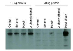 화학물질 (에탄올, 헥사인, 2- phenylethanol) 노출 노랑초파리에서의 soluble AChE 발현 양상 분석의 예