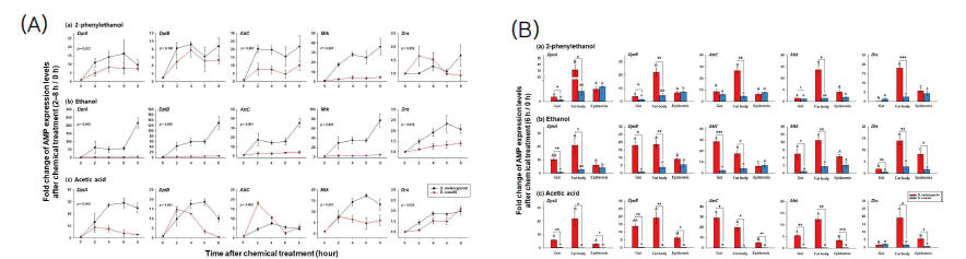 화학 물질(2-phenylethanol, 에탄올, 에세트산) 노출 노랑초파리와 벗초파리에서의 노출 시간(A) 및 세부 조직 (B)에 따른 AMP 발현 양상 비교·분석