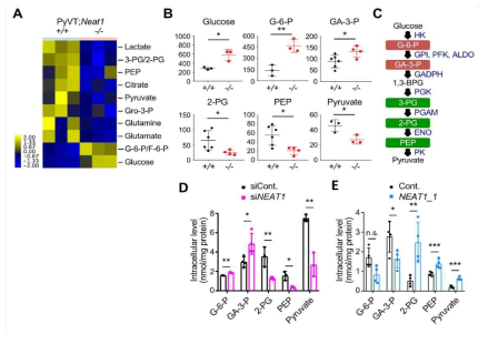 Neat1 유방암의 해당과정 중 penultimate step을 조절함. (A) PyVT;Neat1+/+ 과 PyVT;Neat1-/- 마우스의 유방암 종양에서 대사체군 분석. (B) 유방 종양 조직의 당 대사의 대사물의 농도를 측정. (C) 해당 경로를 보여주는 단순화한 그림으로 NEAT1은 3PG -> 2PG -> PEP step (녹색으로 표시)을 촉진시킴. (D) BT-474 세포에 siRNA로 사용하여 NEAT1 발현을 억제한 후 세포내 당 대사물의 농도를 측정. (E) MCF7 세포에 NEAT1_1을 발현벡터를 사용하여 발현을 증가시킨 후 세포내 당 대사물의 농도를 측정