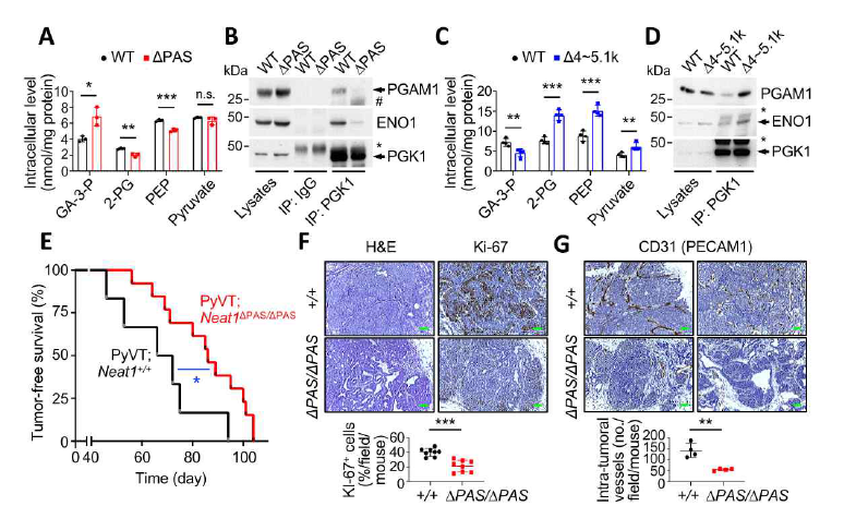 Neat1_1 isoform이 유방암의 진행과 당 대사에 필수적. (A) MCF7 WT과 ΔPAS 세포주의 penultimate step의 당 대사물의 농도를 비교 측정. (B) MCF7 WT과 ΔPAS 세포주에서 NEAT1_1 발현 감소에 의한 PGK1/PGAM1/ENO1의 대사 복합체 형성 억제를 확인. (C) MCF7 WT과 Δ4~5.1K 세포주에서 NEAT1_1발현 증가에 의한 penultimate step의 당 대사물의 농도를 비교 측정. (D) MCF7 WT과 Δ4~5.1K 세포주에서 NEAT1_1 발현 증가에 의한 PGK1/PGAM1/ENO1의 대사 복합체 형성 증가를 확인. (E) PyVT;Neat1+/+ 과 PyVT;Neat1 ΔPAS 마우스의 무병생존율 비교. (F) 세포 증식 마커인 Ki-67에 대한 면역 조직 화학법과 H&E 염색 결과. (G) 유방 종양 절편에서 혈관 내피세포 마커인 CD31 염색