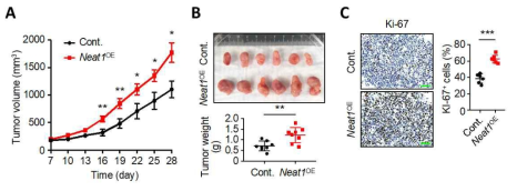 Neat1 과발현이 유방 종양 형성을 촉진함. (A) Syngeneic C57BL/6 mice에 이식된 Neat1-OE PyVT 세포주의 종양 부피 형성을 시간에 따라 측정. (B) 종양의 무게를 측정. (C) 세포 증식 마커인 Ki-67에 대한 면역 조직 화학법과 H&E 염색 결과