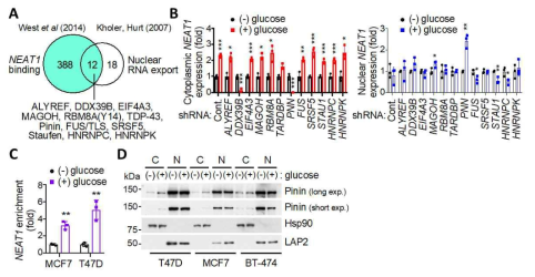 포도당 자극에 의한 NEAT1의 핵에서 세포질로의 이동은 Pinin 단백질에 의존적. (A) 기존 보고된 RNA 의 세포질로의 이동을 조절하는 단백질과 NEAT1과 결합하는 것으로 알려진 단백질을 벤 다이어그램으로 분석하여 교집합에 해당하는 단백질을 선별. (B) Pinin발현을 억제했을 시 세포질 내 NEAT1발현이 감소하고 핵에 발현되는 정도는 증가함. (C) 당 자극이 있을시 Pinin단백질과 NEAT1의 결합이 증가함. (D) 세포분획 후 단백질 전기영동을 통해 당 자극에 의해 Pinin이 핵에서 세포질로 이동함을 확인