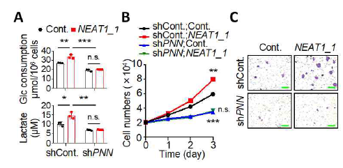 NEAT1에 의한 유방암 세포의 호기성 당대사, 세포 증식 및 전이성의 증가는 Pinin에 의존적. (A) MCF7 세포의 당 섭취와 젖산 방출을 측정. (B) 유방암 세포 증식 실험. (C) 유방암 세포의 이동성 확인 실험