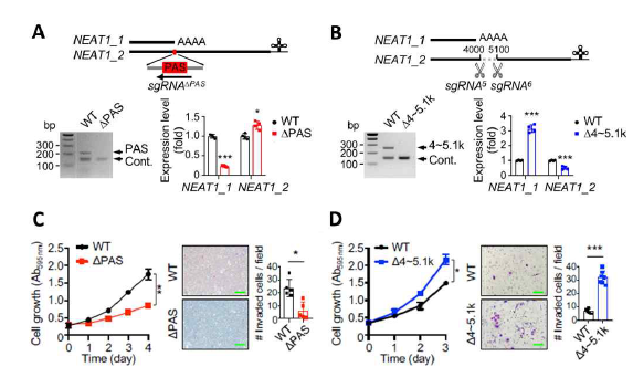 Isoform switching을 통해 유방암 증식 및 이동에 short isoform NEAT1 이 영향을 줌. (A) CRISPR/Cas9을 사용하여 PAS 유전자 서열을 제거함으로써 NEAT1_1 isoform 발현을 억제한 세포주 구축. (B) CRISPR/Cas9을 사용하여 Δ4~5.1k 서열을 제거함으로써 NEAT1_1 isoform이 과발현되는 세포주 구축. (C) NEAT1_1 발현이 억제됐을 경우 유방암 세포 증식 및 이동성이 감소. (D) NEAT1_1 isoform 과발현이 유방암 세포 증식 및 이동성을 증가시킴