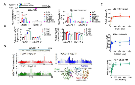 NEAT1과 해당과정 효소 PGK1, PGAM1, ENO1의 상호작용. (A) NEAT1_1 (short isoform)이 세포질에서 해당과정 효소와 결합함을 RNP-IP로 확인. (B) NEAT1_1과 효소의 결합이 당 농도가 높을수록 증가함. (C) 효소와 in vitro transcription을 통해 얻은 NEAT1_1 RNA를 가지고 형광 편광 분석을 통해 binding affinity를 구함. (D) CLIP-qPCR 방법으로 각 효소와 결합하는 NEAT1_1의 서열을 판별