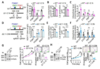 해당과정 효소와의 결합을 통해 유방암 당 대사, 세포 증식 및 이동성이 증가함. (A) CRISPR/Cas9을 이용하여 PGAM1과 ENO1과의 결합 서열이 deletion (Δ1~2.1k)된 NEAT1을 발현하는 MCF7 세포주를 구축하고 Δ1~2.1k truncated된 NEAT1이 효소와 결합하는지를 확인. (B) Δ1~2.1k MCF7의 감소된 호기성 당 대사. (C) Δ1~2.1k MCF7 세포에서 penultimate step의 당 대사 대사산물 농도를 측정. (D) CRISPR/Cas9을 이용하여 PGK1과 결합 서열이 deletion (Δ2.1~2.8k)된 NEAT1을 발현하는 MCF7 세포주를 구축하고 Δ2.1~2.8k truncated된 NEAT1이 효소와 결합하는지를 확인. (E) Δ2.1~2.8k MCF7 세포의 감소된 호기성 당 대사. (F) Δ2.1~2.8k MCF7 세포의 감소된 호기성 당 대사. (G) Δ1~2.1k MCF7 세포주의 증식 및 이동성. (H) Δ2.1~2.8k MCF7 세포주의 증식 및 이동성