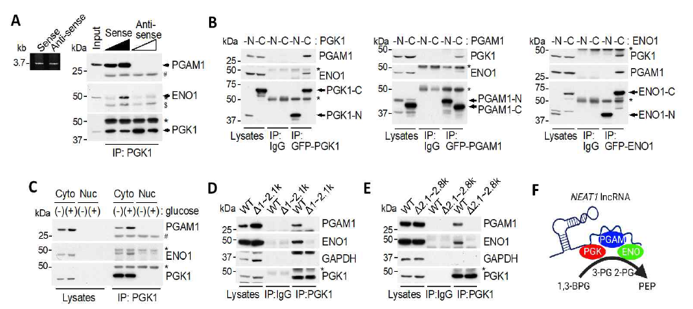 NEAT1이 PGK1/PGAM1/ENO1 복합체 형성을 유도함. (A) In vitro transcribed NEAT1과 효소 단백질과의 결합. (B) MCF7 세포주에 각 효소의 GFP-tagged-NH2-terminal domain과 COOH-terminal domains 발현하는 발현벡터를 트렌스펙션 시킨 후 GFP로 IP를 진행. 그 뒤 PGK/PGAM1/ENO1의 복합체 형성을 웨스턴 블랏팅으로 확인. (C) 포도당 농도에 의해 세포질에서 효소 복합체 형성이 증가. (D) Δ1~2.1k MCF7 세포에서는 효소 복합체 형성이 억제됨. (E) Δ2.1~2.8k MCF7 세포에서 효소 복합체 형성이 억제됨. (F) NEAT1이 효소 복합체 형성을 유도하는 스캐폴드 RNA로 작용하는 모식도