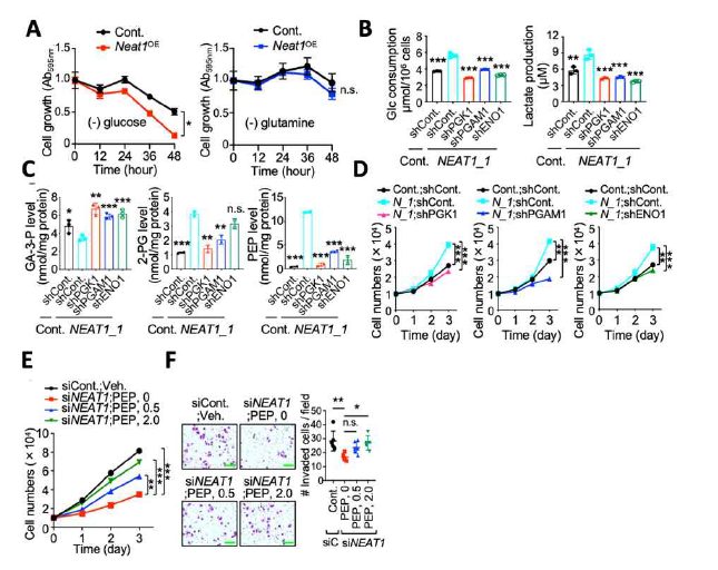 당 대사의 억제는 NEAT1에 의한 유방암 발암성을 제한함. (A) Neat1을 과발현하는 PyVT가 당 결핍 환경에서 증식이 억제되나 글루타민은 영향을 주지 않음. (B) NEAT1_1 과발현에 의해 증가된 호기성 당대사가 penultimate step의 해당과정 효소 발현을 억제 시 감소함. (C) 효소 발현 억제에 의해 낮아진 penultimate step의 대사산물의 세포내 농도는 NEAT1의 과발현에 영향을 받지 않음. (D) NEAT1_1 과발현에 의해 증가된 세포증식이 penultimate step의 해당과정 효소 발현억제에 의해 감소함. (E) NEAT1_1 발현 감소에 따른 MCF7 세포의 증식이 PEP 첨가에 의해 회복됨. (F) NEAT1_1 발현 감소에 따른 MCF7 세포의 이동성이 PEP 첨가에 의해 회복됨