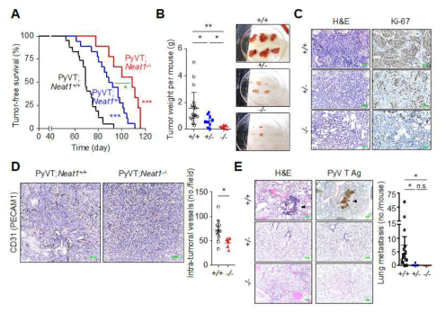 Neat1 녹아웃은 마우스 유방암 진행 및 발달을 억제함. (A) PyVT;Neat1+/+, PyVT;Neat1+/- PyVT;Neat1-/- 마우스의 무병생존율 비교. (B) 유방 종양 무게를 비교 (C) 세포 증식 마커인 Ki-67에 대한 면역 조직 화학법과 H&E 염색 결과. (D) 유방 종양 절편에서 혈관 내피세포 마커인 CD31 염색. (E) 폐 조직 절편에서 PyVT 항원을 면역 조직 화학법으로 염색 확인