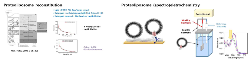 프로테오리포좀 최적화 및 redox 반응의 분광전기화학연구의 도식
