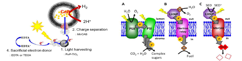 태양광으로 부터의 수소생산 모델 및 인공광합성 모델 도식