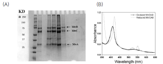 (A) MtrCAB단백질의 SDS/PAGE 분석, (B) 흡광도를 통한 MtrCAB의 산화 및 환원상태 분석