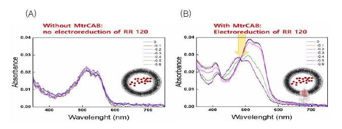 친수성 R7120이 동시에 캡슐화된 프로테오리포좀의 spectroelectrochemistry방법을 통한 분석 (A)와 (B)는 동시에 RR120을 캡슐화하고, (B)만이 MtrCAB가 같이 삽입된 형태