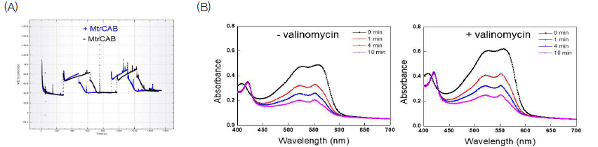 (A) MtrCAB프로테오리포좀 내부에 수소전환 촉매의 수소 생산 효과 분석 (B) 멤브레인의 전자전달 촉진을 위한 비교를 통한 valinomycin의 산화 및 환원상태 분석