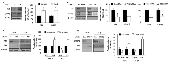 ER stress가 A20과 C/EBPβ의NF-kB signaling과 염증성 사이토카인 발현에 미치는 영향