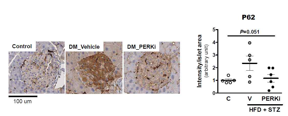 제2형 당뇨병 모델 생쥐에게 PERK 억제제를 8주간 투여한 후 적출한 췌장의 P62 함량