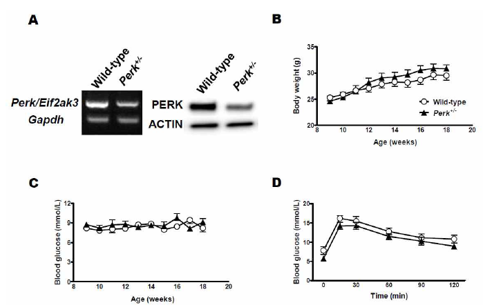 췌도세포를 분리하여 시행한 RT-PCR 및 western blot (A)으로 Perk 발현 감소를 확인함. 체중(B), 혈당(C), 당부하검사(D)