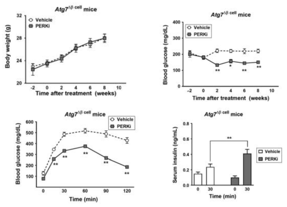 베타세포의 자가포식 억제로 인한 고혈당 생쥐에 10 mg/kg/day PERK 억제제를 8주간 투여한 후 체중, 혈당, 당부하검사 전후의 혈당 및 인슐린 농도