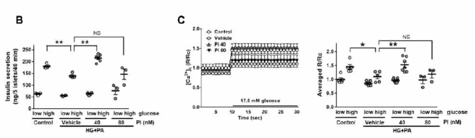 상기 실험 조건에서 HG+PA 는 포도당자극 인슐린 분비 및 세포질 캴슘농도를 감소시켰으나, 40 nM PI는 이를 회복시킴