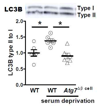 베타세포에 특이적으로 Atg7 발현이 억제된 생쥐의 췌도를 분리하여, serum deprivation으로 자가포식을 유도하여 LC3 lipidation을 평가함