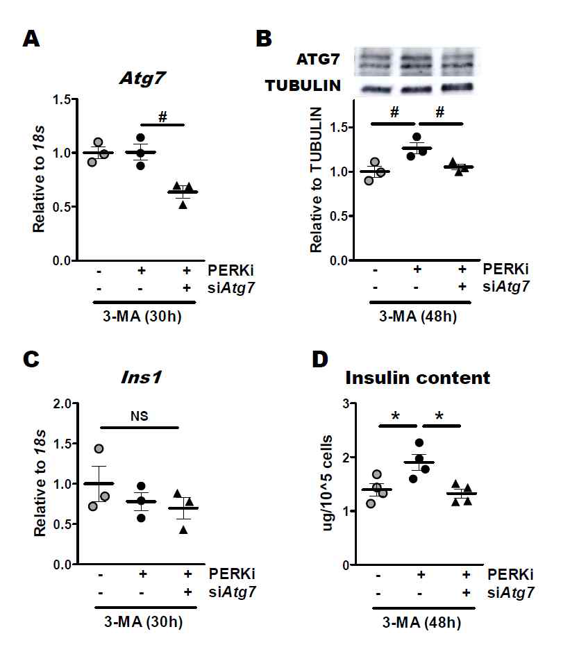 siRNA로 Atg7 유전자 발현을 억제한 마우스 췌도세포 (A, B)에, 3-MA로 자가포식을 억제한 뒤 PERK 억제제를 처리하면, 인슐린의 전사는 영향이 없지만(C), 인슐린 함량은 증가하지 않는 것을 관찰할 수 있음 (D). 즉 저용량 PERK 억제제는 자가포식이 억제된 마우스 췌도세포에서 ATG7을 통하여 인슐린 합성을 증가시킴