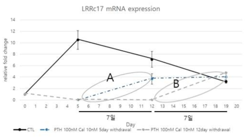 과도한 부갑상선호르몬 노출 기간에 따른 부갑상선호르몬 노출 중단 시 LRRc17 변화량