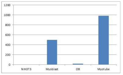 Fibroblast 대비 조골세포 뿐 아니라 myoblast, myotube에서 LRRc17 mRNA expression 증가 양상