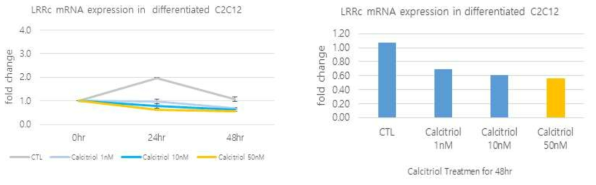 Calcitriol 처리 후 분화된 C2C12에서 LRRc17 mRNA 발현량 변화