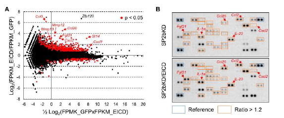 Epithin/PRSS14의 intracellular domain(EICD)에 의한 유전자 발현 조절 EICD 발현 세포의 RNA analysis (왼쪽) 및 세포 배양액의 antibody array (오른쪽)