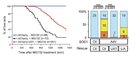 UXT에 의한 단백질 응집체 독성 억제 효과 UXT의 존재 유 무에 따른 neuron의 세포사멸(왼쪽)과 올챙이에서의 SOD1(A4V)에 의한 운동능력 억제 효과 (오른쪽). 파란색, 노란색, 주황색은 각각 정상, 운동능력 부분 저하, 운동능력 완전 저하를 나타냄