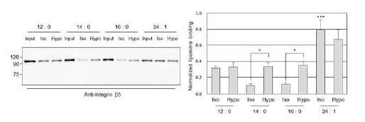 Lipid bilayer의 두께에 따른 integrin 활성화 측정. Integrin 활성화는 fibrinogen에 결합된 integrin을 western blot으로 측정하여 정량하고 (왼쪽), 3회 시행에 대한 정량 결과를 그래프로 나타냄 (오른쪽)