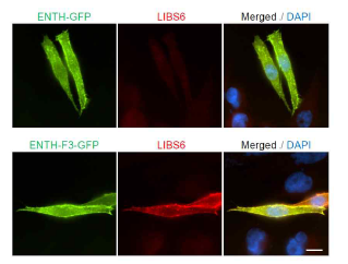 세포막 곡률에 의한 integrin 활성화. ENTH와 integrin이 결합 도메인 F3를 fusion하 고 발현시킨 후 active한 integrin을 감지할 수 있는 항체 (LIBS6)로 염색