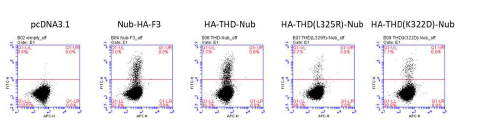 Membrane two hybrid reporter 세포주 확립. Bait인 integrin TM 도메인과 결합하는 F3와 THD는 integrin 결합 저해 mutant (L325R, K322D)에 비해 GFP 발현 (Y축)이 현저히 증가함 (unpublished)