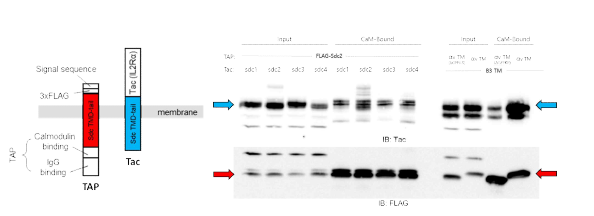 Sydecan TM 도메인 결합력 측정. 각 Syndecan isoform의 TM 도메인과 tail을 포함한 construct(왼쪽)를 세포 내에서 발현시킨 후 caldomulin pull-down과 western blot을 통해 각 isoform의 TM 도메인 간의 결합력을 측정함 (오른쪽)