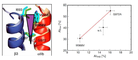 Integrin αIIb-β3 TM 도메인의 safeguard 구조 (왼쪽) 및 비정 상 혈류 조건과 정상 활성화 조건에서의 integrin mutant 활성화 비교