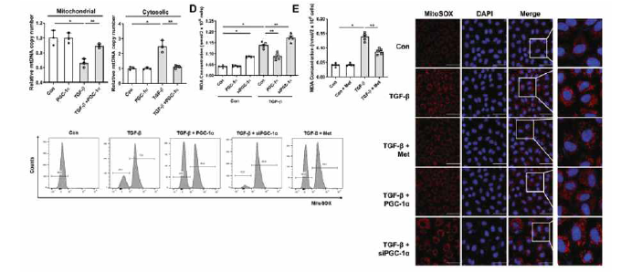 PGC-1α발현 정도에 따른 mtDNA copy number와 oxidative stress 발현의 변화