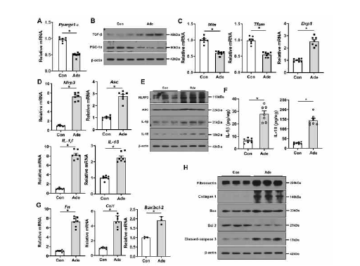 Adenine 사료를 먹인 동물 모델에서 PGC-1α, 미토콘드리아, NLRP3 inflammasome의 변화