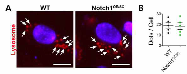 Notch 신호가 과활성화 된 근육줄기세포에서 성호르 몬 결핍에 따른 노화 메커니즘 분석. (A) Notch 신호가 과활 성화 된 근육줄기세포에서 Lysotracker 염색. (B) 세포당 평 균 라이소좀 개수 정량화
