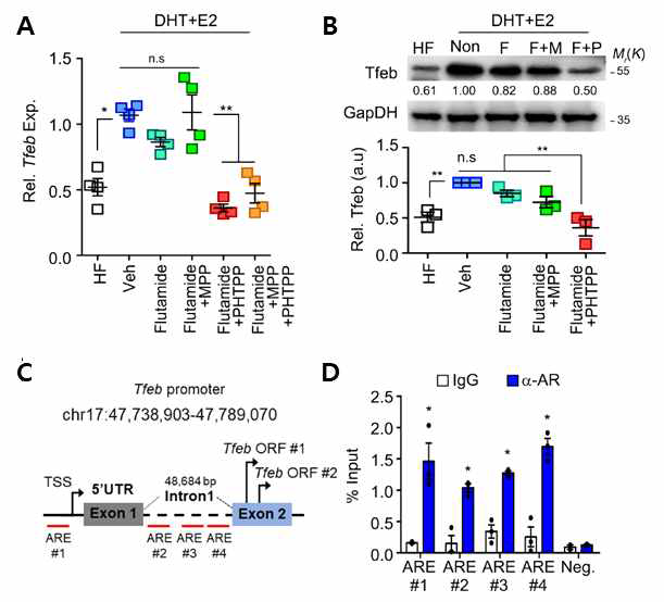 성호르몬에 의한 Tfeb 유전자 발현 조절. 성호르몬 수용체 경쟁적 저해제 처리 후 Tfeb 유전자 (A) mRNA (B) 단백질 발현 (C) Tfeb 유전자 프로모터 내 안드로젠 수용체 결합 부위 예측 (D) 면역침강을 통한 Tfeb 프로모터 내 안드 로젠 수용체 결합 확인