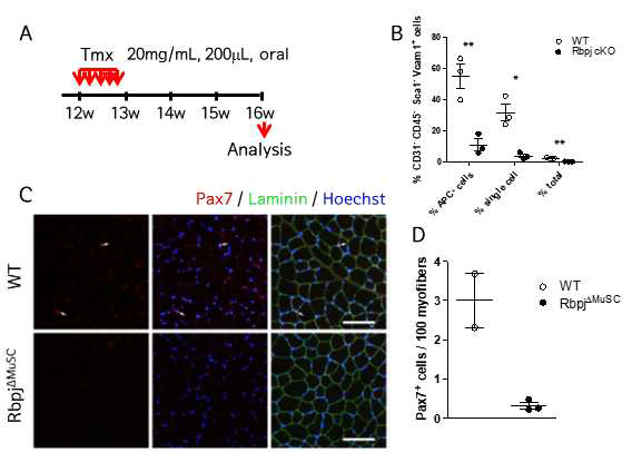 근육줄기세포 특이적 Rbpj 결손 마우스의 근육줄기세포 군 집 확인. (A) 실험 전략 (B) 유세포 분석을 통한 근육줄기세포 군집 분석 (C-D) 면역염색을 통한 근육줄기세포 군집 분석 및 정량화