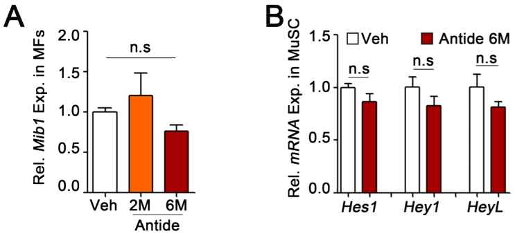성호르몬 생성 억제제 투여 후 Mib1-Notch 신호의 활성 측정. (A) Antide 투여 2개월과 6개월 후 근육 섬유에 서의 Mib1의 mRNA 발현. (B) Antide 투여 6개월 후 근육 줄기세포에서의 Notch target gene의 발현