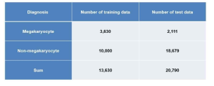 Number of training and test data between megakaryocyte and non-megakaryocyte in bone marrow