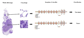 Overview of whole slide classification of histopathological patterns